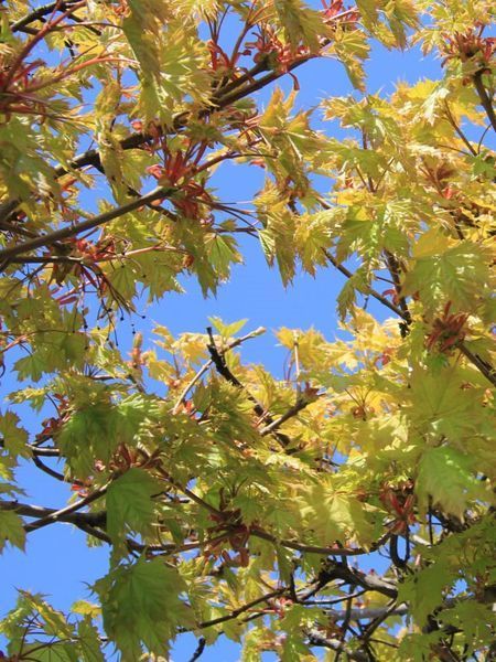 Клен остролистный Голден Глоб / Acer Platanoides Golden Globe 32645 фото