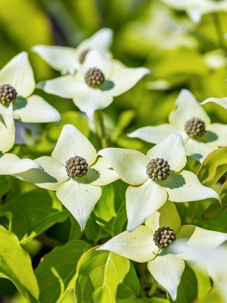 Дерен Коуза Мілкі Вей / Cornus kousa Milky Way 30914 фото
