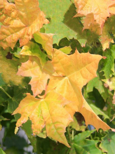 Клен остролистный Голден Глоб / Acer Platanoides Golden Globe 32645 фото