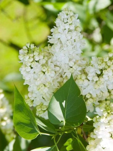 Сирень обыкновенная (белая) / Syringa vulgaris 33499 фото