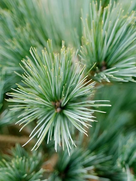 Сосна веймутова Макопин / Pinus strobus Macopin 23905 фото