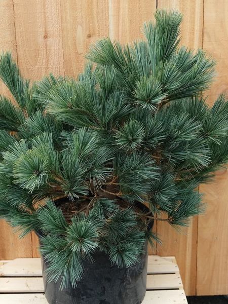 Сосна веймутова Макопин / Pinus strobus Macopin 23905 фото