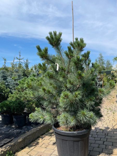 Сосна веймутова Макопин / Pinus strobus Macopin 23905 фото
