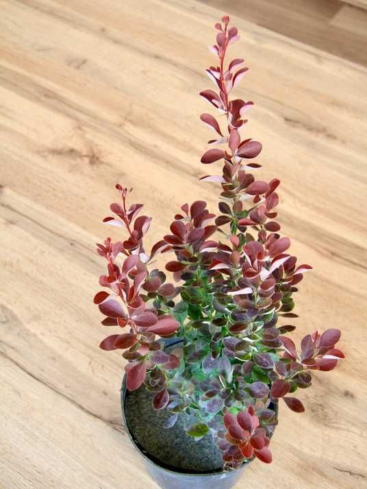 Барбарис Тунберга Ред Рокет / Berberis thunbergii Red Rocket
