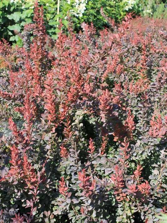 Барбарис Тунберга Ред Рокет / Berberis thunbergii Red Rocket
