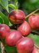 Нектарин Харблейз / Prunus persica var. nucipersica Harblaze 35812 фото 2
