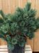 Сосна веймутова Макопин / Pinus strobus Macopin 23905 фото 4