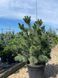 Сосна веймутова Макопин / Pinus strobus Macopin 23905 фото 1