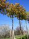 Клен остролистный Голден Глоб / Acer Platanoides Golden Globe 32645 фото 1