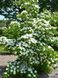 Дерен Коуза Мілкі Вей / Cornus kousa Milky Way 30914 фото 1