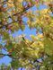 Клен остролистный Голден Глоб / Acer Platanoides Golden Globe 32645 фото 2