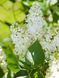 Сирень обыкновенная (белая) / Syringa vulgaris 33499 фото 2