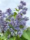 Бузок звичайний видовий / Syringa vulgaris 33499 фото 1