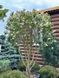 Сирень обыкновенная (белая) / Syringa vulgaris 33499 фото 1