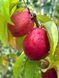 Нектарин Харблейз / Prunus persica var. nucipersica Harblaze 35812 фото 1