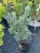 Сосна корейская Сильверей / Pinus koraiensis Silveray 27832 фото 2