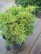 Можжевельник средний Олд Голд / Juniperus media Old Gold 27128 фото 1