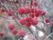 Дерен Коуза Мілкі Вей / Cornus kousa Milky Way 30914 фото 4