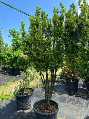 Тис середній Хікcі формована парасоля / Taxus media Hicksii 35791 фото