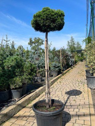 Сосна гірська Курі / Pinus uncinata Kuri 33391 фото