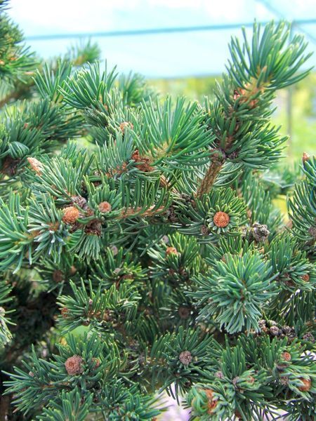Ель колючая Лаки Страйк / Picea pungens Lucky Strike 30771 фото