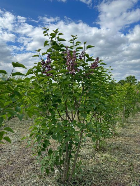 Сирень обыкновенная Сенсация / Syringa vulgaris Sensation 27535 фото