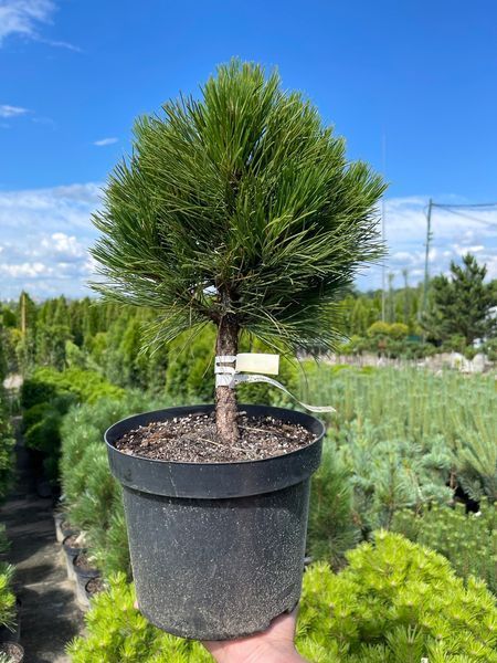 Сосна черная Себененсис Нана / Pinus nigra Cebennensis Nana 27605 фото