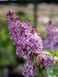 Сирень обыкновенная Сенсация / Syringa vulgaris Sensation 27535 фото 1