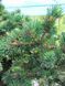 Ель колючая Лаки Страйк / Picea pungens Lucky Strike 30771 фото 2
