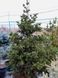 Ель колючая Лаки Страйк / Picea pungens Lucky Strike 30771 фото 1