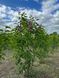 Сирень обыкновенная Сенсация / Syringa vulgaris Sensation 27535 фото 2