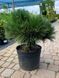 Сосна черная Себененсис Нана / Pinus nigra Cebennensis Nana 27605 фото 1