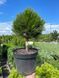 Сосна черная Себененсис Нана / Pinus nigra Cebennensis Nana 27605 фото 2