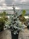 Ялина колюча Хупсі / Picea pungens Hoopsii 23724 фото 1