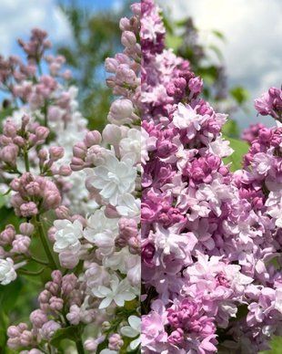 Диво-бузок Катерина Хавемейєр + Красуня Москви / Syringa vulgaris 37118 фото