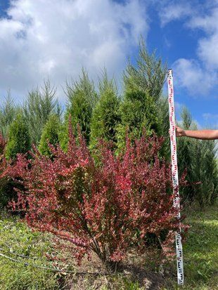 Барбарис Тунберга Ред Пилар / Berberis thunbergii Red Pillar 33793 фото