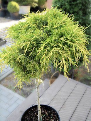 Можжевельник пфитцериана Голден Джой / Juniperus pfitzeriana Golden Joy 19780 фото