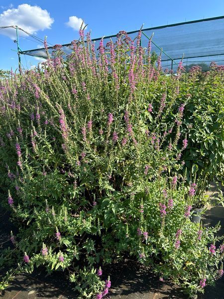 Плакун верболистий / Lythrum salicaria 24542 фото