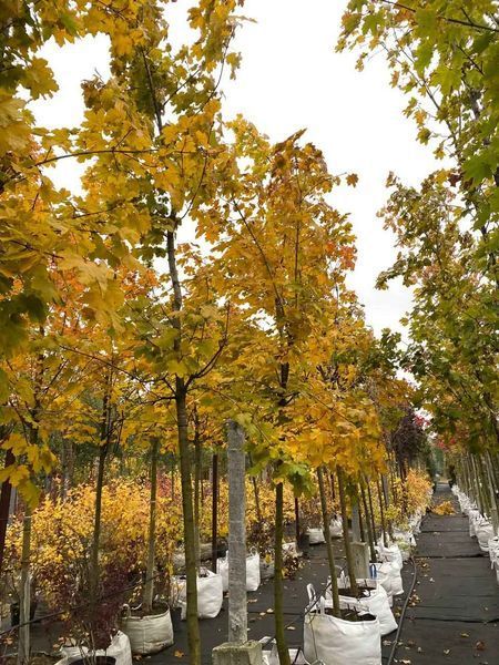 Клен гостролистий Дебора / Acer platanoides Deborah 31759 фото