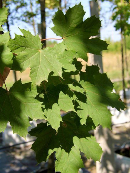 Клен гостролистий Дебора / Acer platanoides Deborah 31759 фото