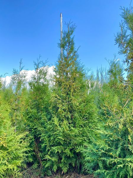 Туя западная Брабант / Thuja occidentalis Brabant 29337 фото