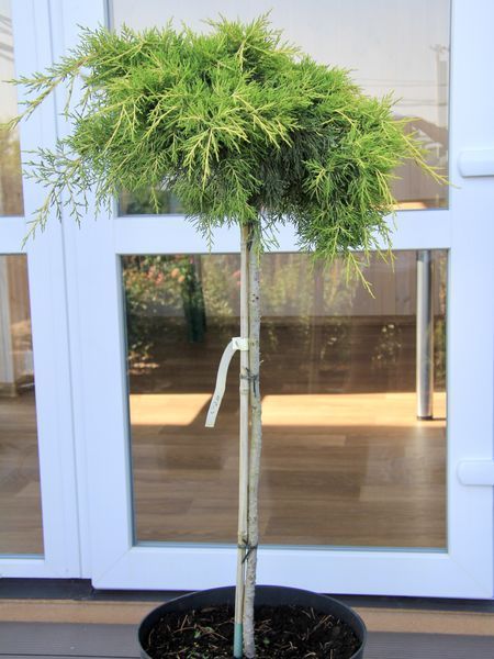 Можжевельник пфитцериана Голден Джой / Juniperus pfitzeriana Golden Joy 19780 фото