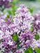 Сирень Мейера Палибин / Syringa meyeri Palibin 35061 фото 1