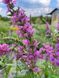 Плакун верболистий / Lythrum salicaria 24542 фото 1