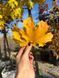 Клен гостролистий Дебора / Acer platanoides Deborah 31759 фото 4