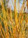 Дерен шелковистый Бадд'с Еллоу / Cornus sericea (stolonifera) Budd's Yellow 15694 фото 1