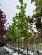 Клен гостролистий Дебора / Acer platanoides Deborah 31759 фото 1