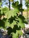 Клен гостролистий Дебора / Acer platanoides Deborah 31759 фото 3