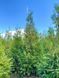 Туя западная Брабант / Thuja occidentalis Brabant 29337 фото 5