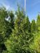Туя западная Брабант / Thuja occidentalis Brabant 29337 фото 6